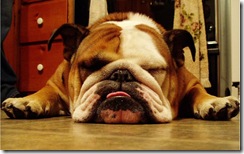 Bulldog