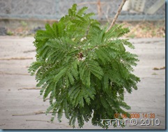 DSCN1439 DSCN1439