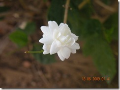DSCN1585 DSCN1585