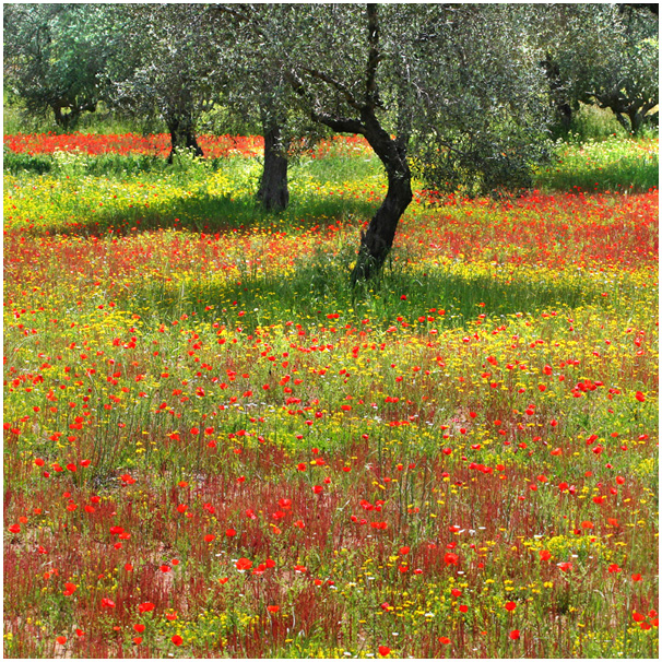 čotar_suzana_predstavitev 5.jpg