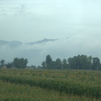 Sonnenblumenfeld im Nebel