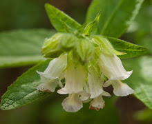 P5312356