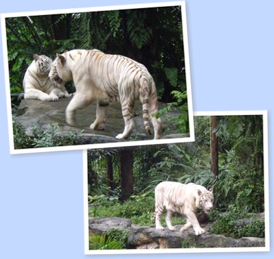 View white lions