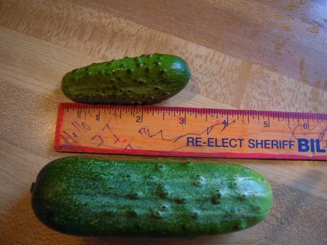 [pickles 016[3].jpg]
