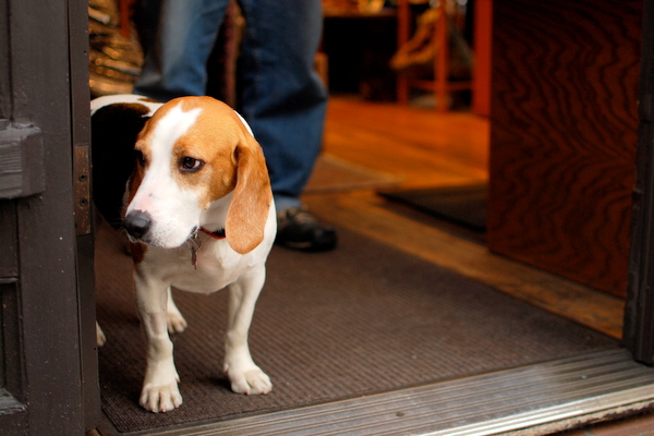 seattle dogs, pioneer square