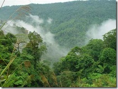 rainforest_sumatra