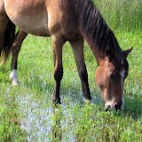 Wild horses north of Corolla