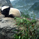 National Zoo (2007)