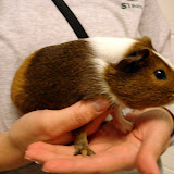 Kit Kat as a young piglet.