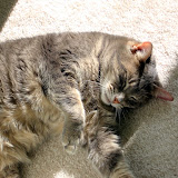 Sunbeam time.