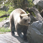 Stockholm Skansen bears3.JPG