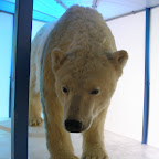 Rovaniemi Arktikum3.JPG