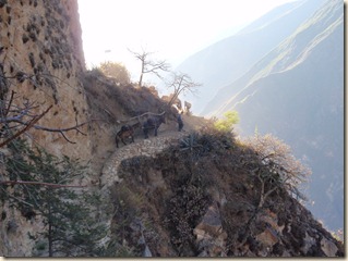 Choquequirao Trail - Jose y mulos