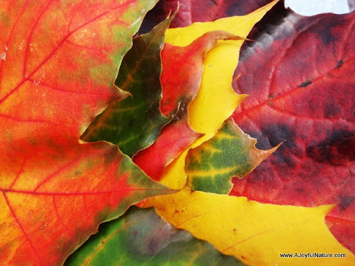 A handful of amazing color!