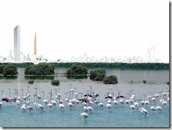 Wild Life birds