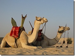2-camels-BE