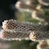 IMG_4606.JPG