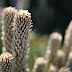 IMG_4605.JPG