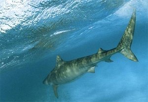 [tiger-shark-underwater[6].jpg]