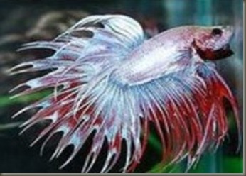 crowntail