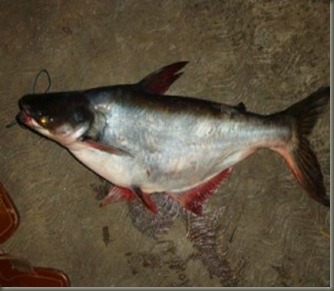 patin7 patin7