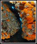 ASTHROIDE CALYCULARIS.jpg