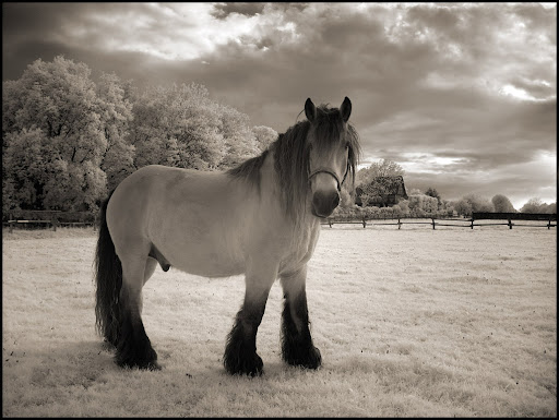 The Horse infrared taken with Hoya R72 infrared filter