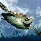 Tortuga en Inmersion