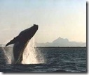 bb-whale5 bb-whale5