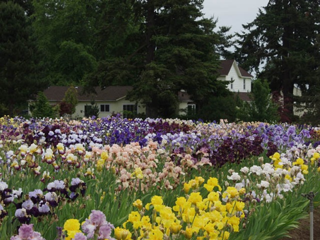 [Iris_bloom_18[3].jpg]