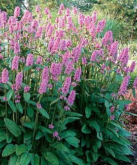 hummelo lambs ear new hummelo lambs ear new