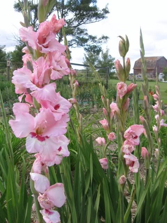 Creative Country Moms Garden: Glorious Gladiolus For Your Garden….
