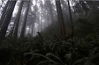 _DSC0137.NEF (Raw)