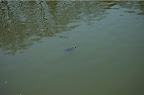 _DSC0052.NEF (Raw)