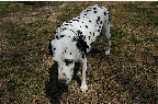 DSC_0009.NEF (Raw)