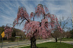 _DSC0034.NEF (Raw)