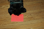 DSC_0004.NEF (Raw)