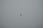 _DSC0052.NEF (Raw)