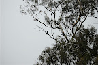 _DSC0082.NEF (Raw)