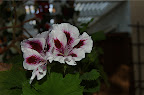 _DSC0049.NEF (Raw)