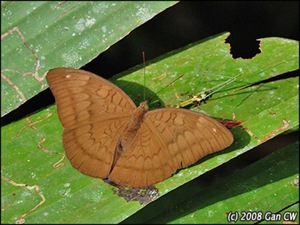 [Tanaecia julii bougainvillei (The Common Earl)-female-200803-MYFH_3964[4].jpg]