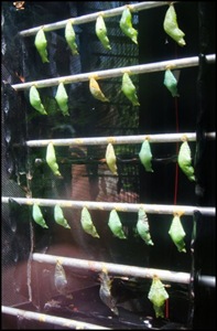 [Pupa display-ChangiT3-20090516_1490-640[4].jpg]