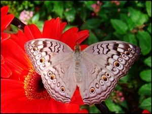 [Junonia atlites atlites-ChangiT3-20090516_1464-640[5].jpg]