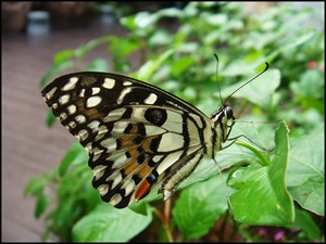 [Papilio demoleus malayanus-ChangiT3-20090516_1482-640[8].jpg]