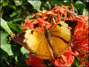 [Doleschallia bisaltide pratipa (f)-ChangiT3-20090516_1504-640[3].jpg]
