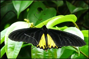 [LenaHChow-Birdwing-640[3].jpg]