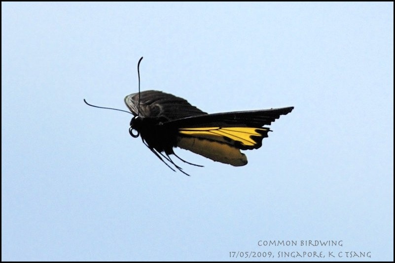 [KC-FlyingBirdwing.jpg]