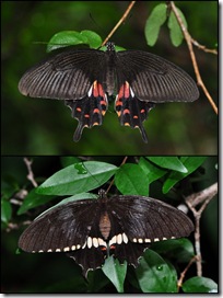 Papilio polytes romulus (f)-ChangiT3-20090524_1740