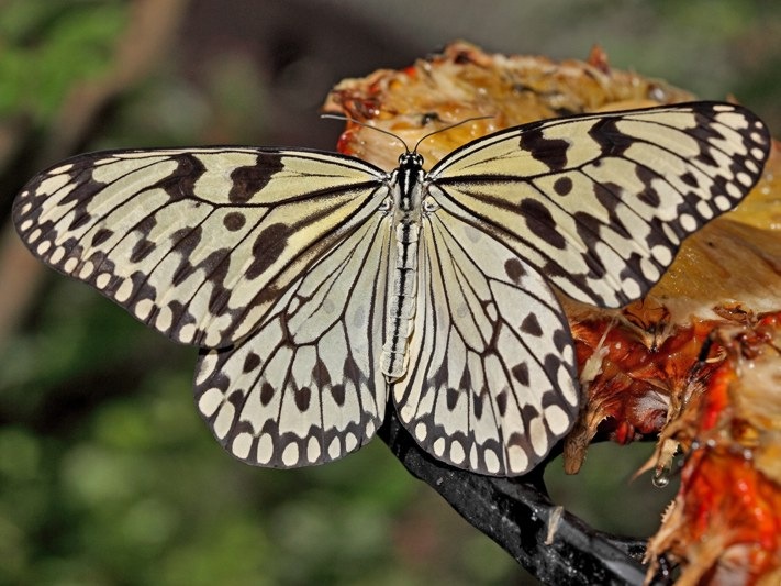 [Idea leuconoe_5032g-e.jpg]
