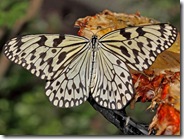 Idea leuconoe_5032g-e